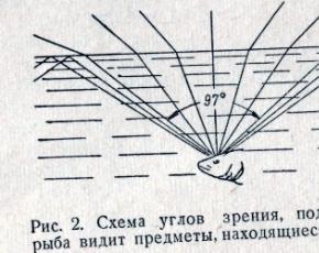 Видит ли форель радугу или различает ли рыба цвета Свет распространяется под водой иначе, нежели в воздухе