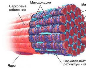 Поперечно-полосатая сердечная мышечная ткань